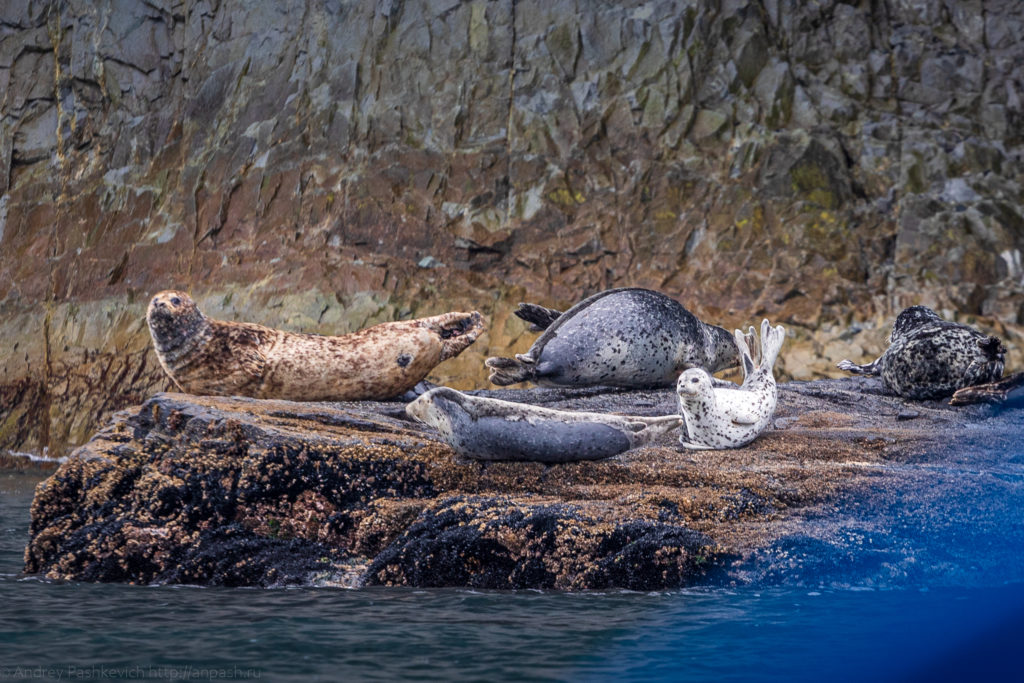 Тюлени на Камчатке