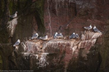 Чайки на скалах Баренцева моря