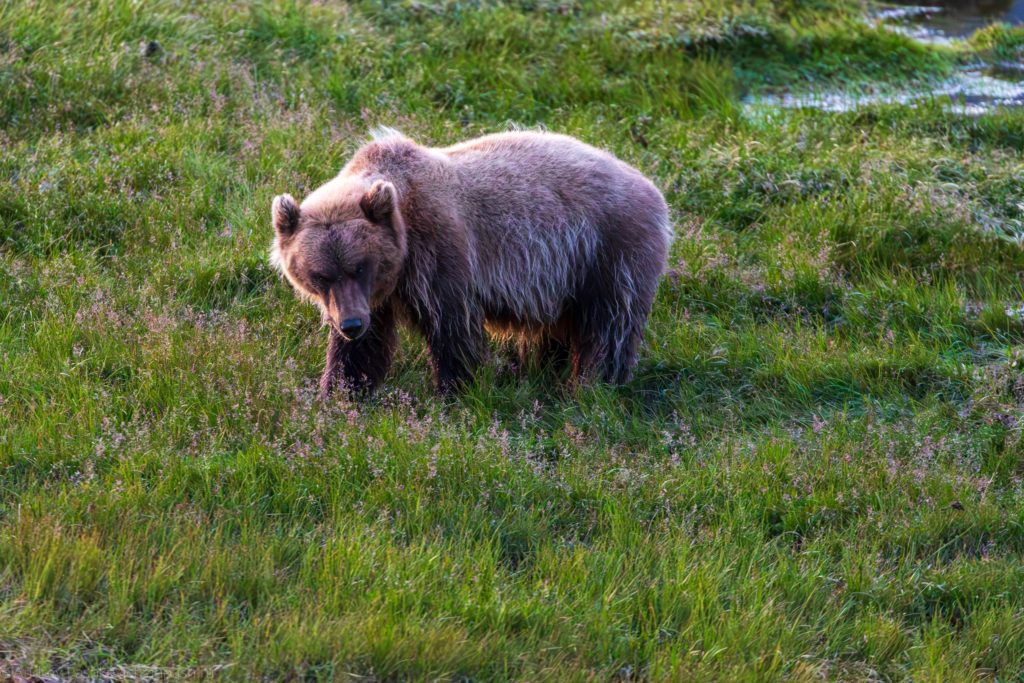 Медведь в парке Берингия, Чукотка