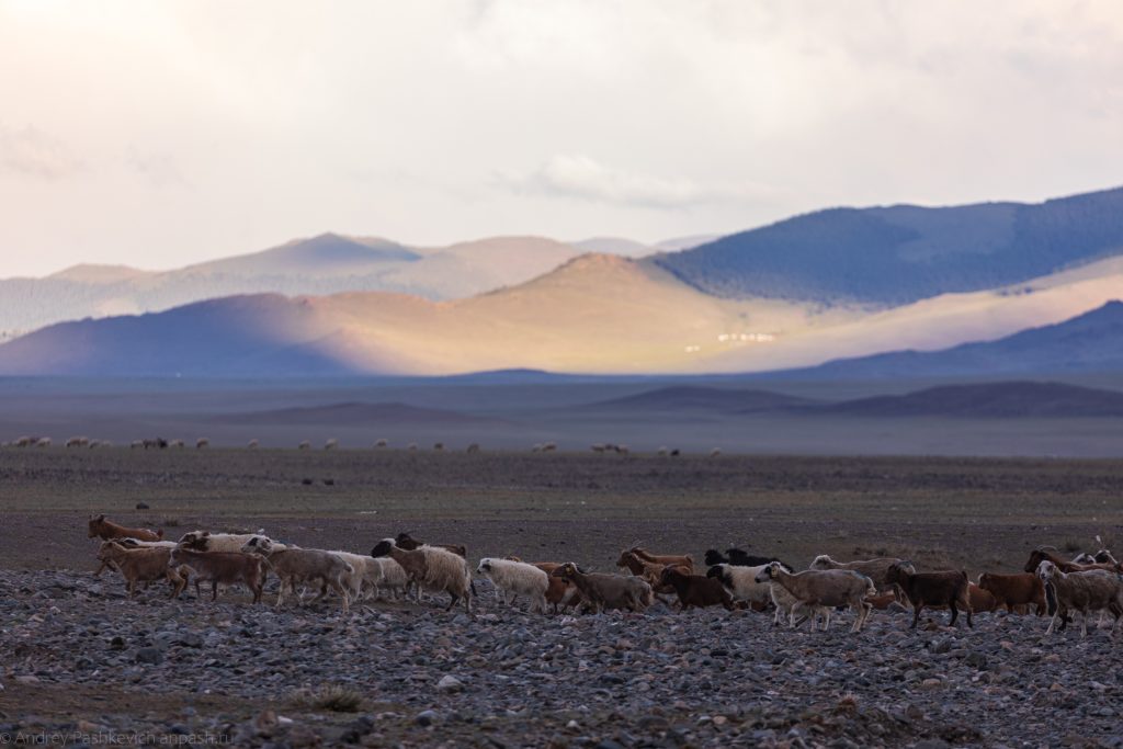 Монгольские стада  вокруг озера Урэг-Нур