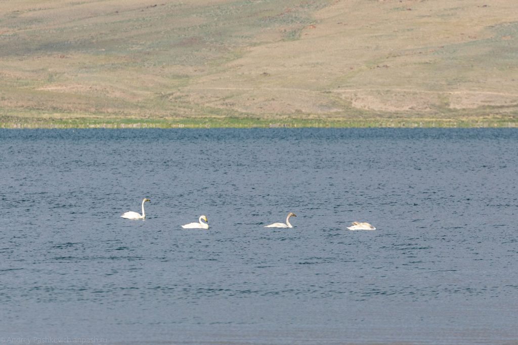 Лебеди в Монголии