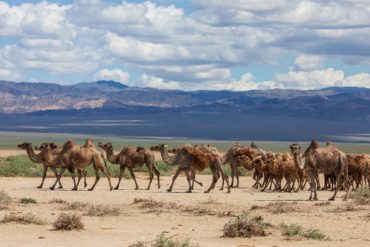 Верблюды Монголии