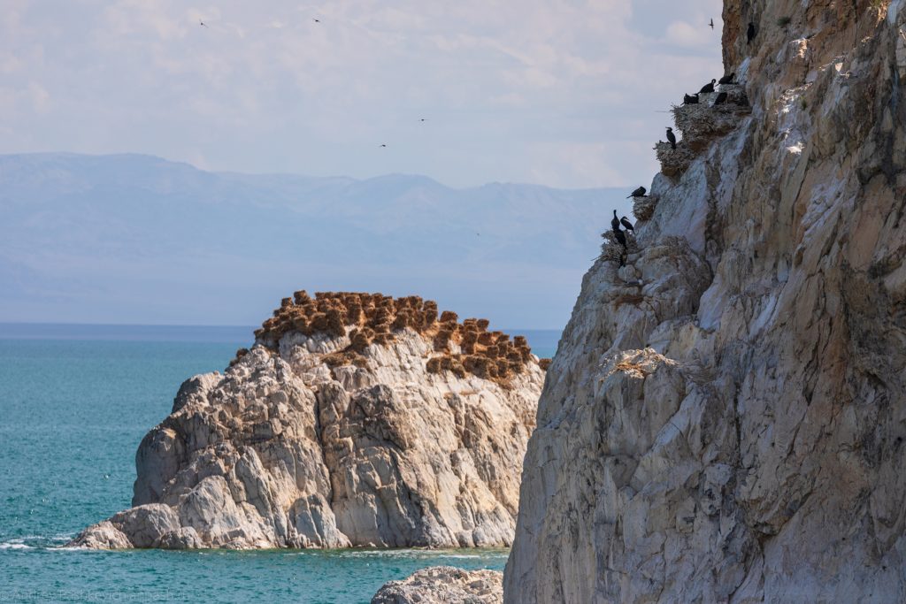 Гнездовье бакланов на озере Хяргас Нуур.