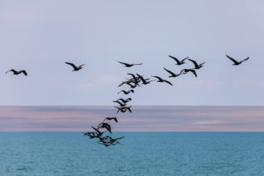 Стаи бакланов на озере Хяргас Нуур