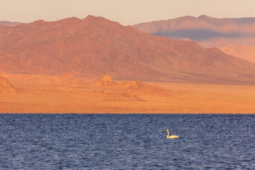 Лебедь на озере Ачит Нуур