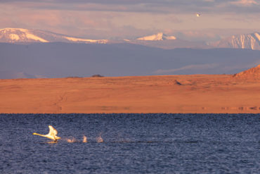 Лебедь на озере Ачит Нуур