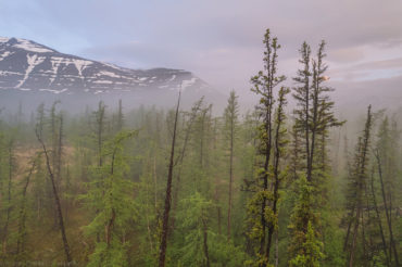 Туманные леса плато Путорана